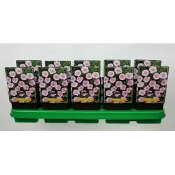 Geranium Max Frei P11 PURPLE