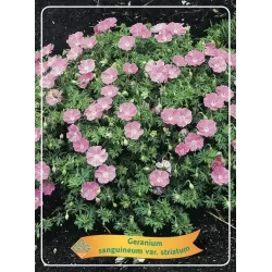 Snaputis - Geranium sanguineum STRIATUM