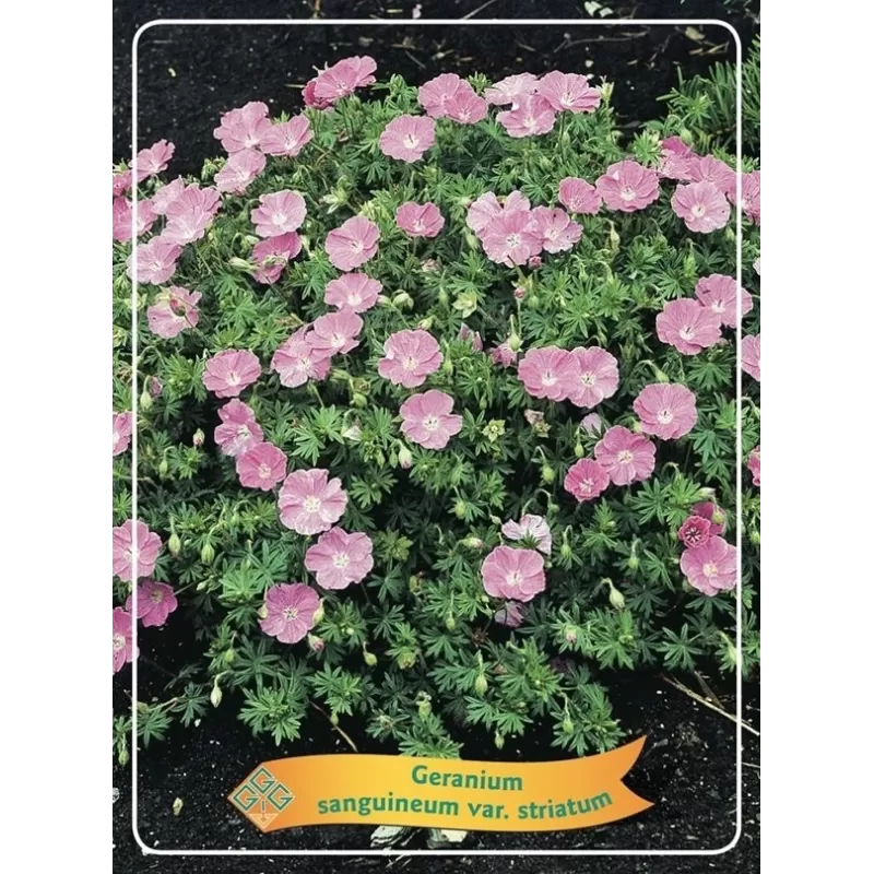 Snaputis - Geranium sanguineum Album P11