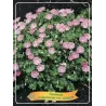 Snaputis - Geranium sanguineum Album P11