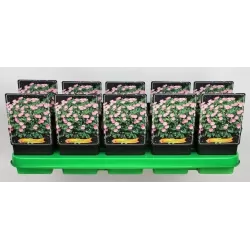 Snaputis - Geranium sanguineum Album P11