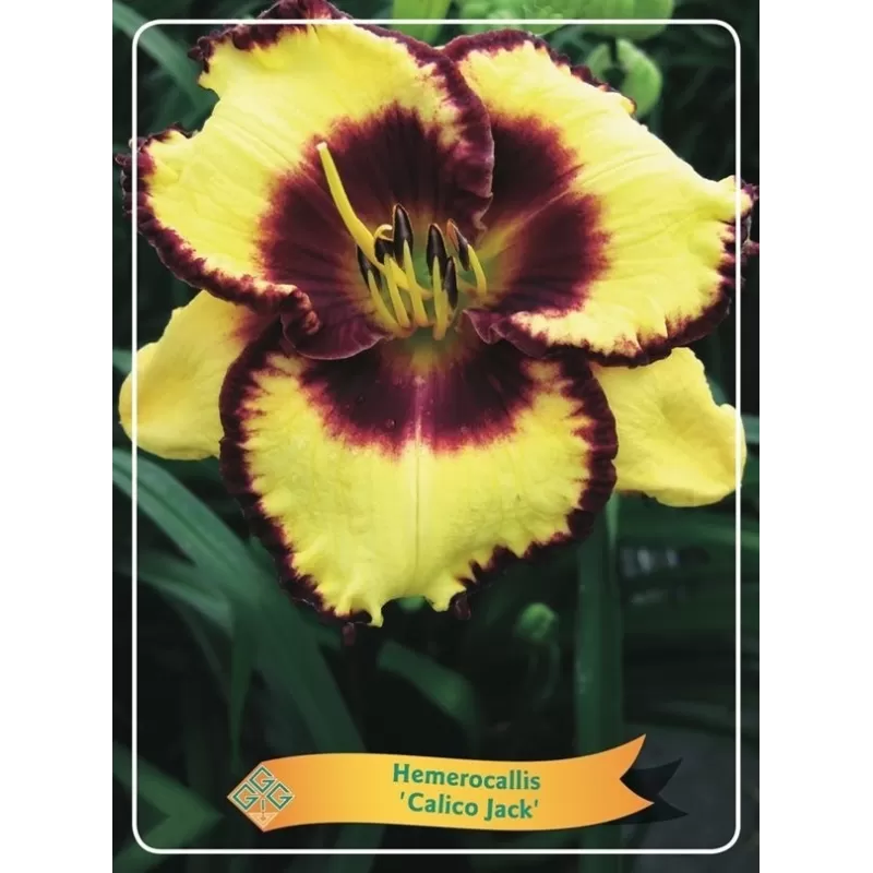 Viendienė - Hemerocallis CALICO JACK
