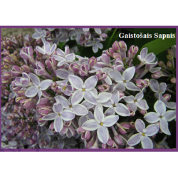Alyva Gaistošais Sapnis - Syringa vulgaris (common lilac) BR