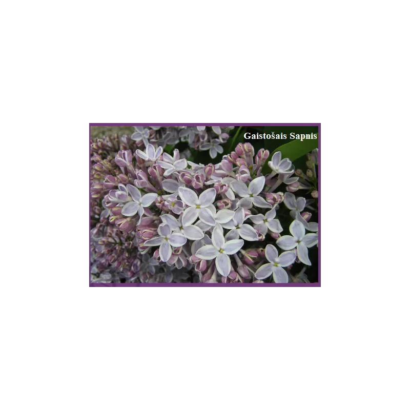 Latviški vaismedžiai su pristatymu į namus