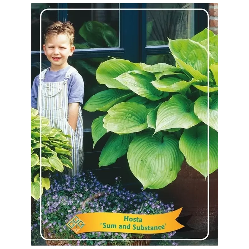 Hosta Sum and Substance