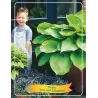 Hosta Sum and Substance