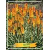 copy of Knifofija - Kniphofia Gladness P11 geltona/oranžinė pristatymas 2022 m. pavasarį