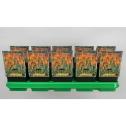 Knifofija - Kniphofia GLADNESS