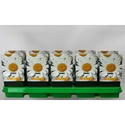 Leucanthemum max. Madonna P11