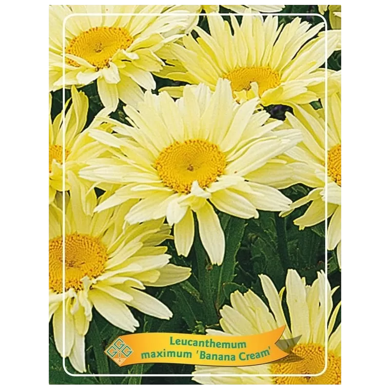 Baltagalvė ramunė - Leucanthemum maximum BANANA CREAM