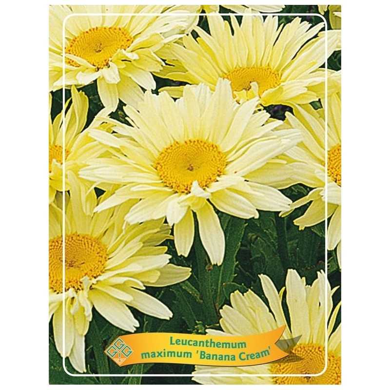 Leucanthemum maximum BANANA CREAM