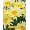 Baltagalvė ramunė - Leucanthemum maximum BANANA CREAM