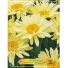 Leucanthemum maximum BANANA CREAM