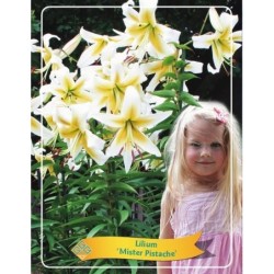 Lilium Mister Pistache P11 WHITE/YELLOW