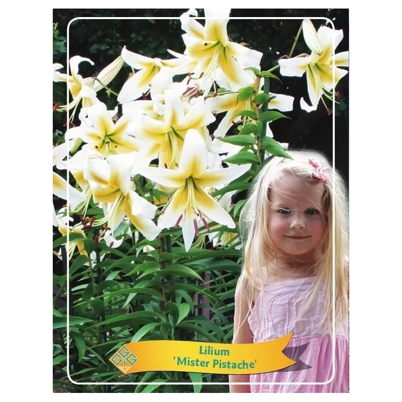 Lelija - Lilium MISTER PISTACHE