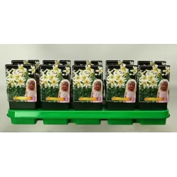 Lelija - Lilium MISTER PISTACHE