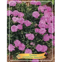 Dianthus caryophyllus Fancy lilac