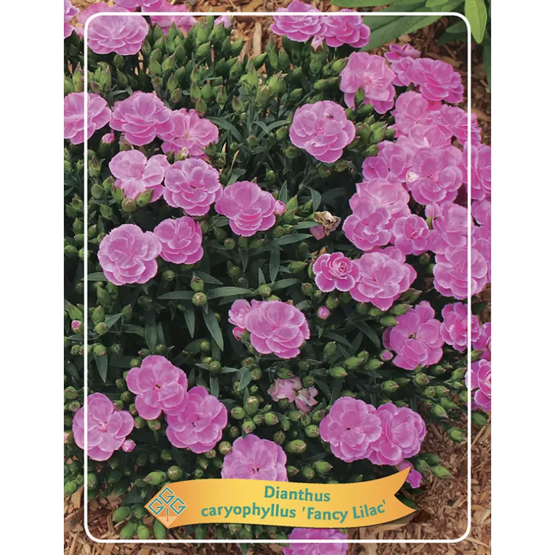 Tikrasis gvazdikas - Dianthus caryophyllus FANCY LILAC