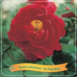 Paeonia suffruticosa Luo Yang Hong P11 
