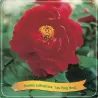 Bijūnas - Paeonia suffruticosa LUO YANG HONG