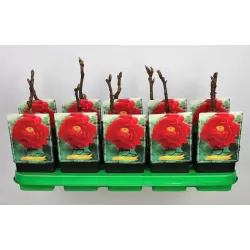 Bijūnas - Paeonia suffruticosa LUO YANG HONG