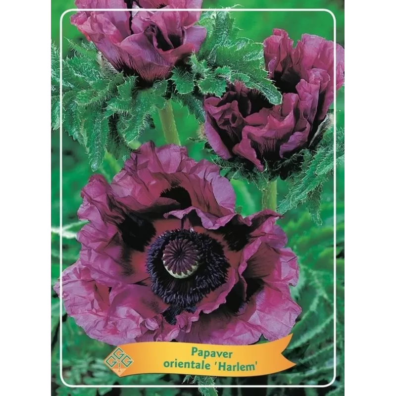 Papaver orientale HARLEM