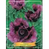 Papaver orientale HARLEM