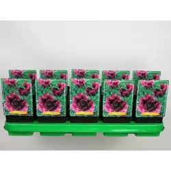 Papaver orientale HARLEM