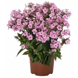 Phlox paniculata Early Pink Candy P11