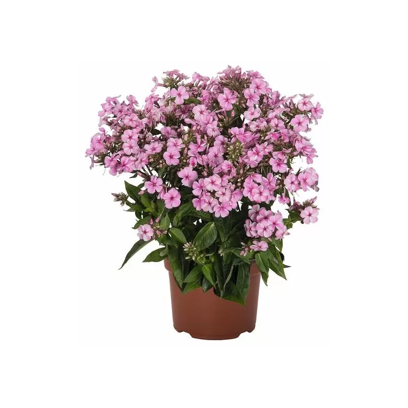 Šluotelinis flioksas - Phlox paniculata EARLY PINK CANDY Šluotelinis flioksas - Phlox paniculata EARLY PINK CANDY