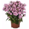 Phlox paniculata Early Pink Candy P11