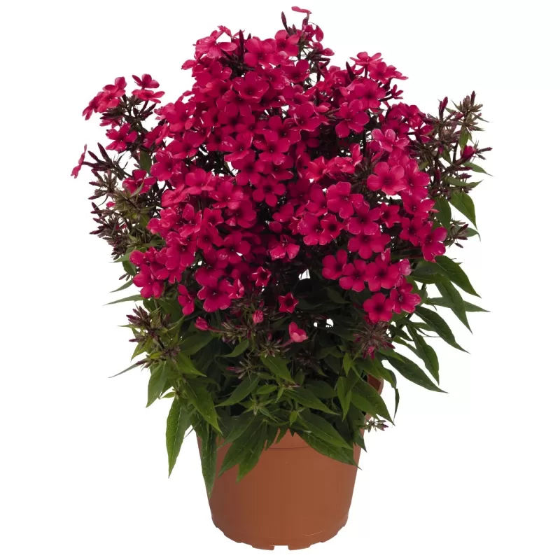Šluotelinis flioksas - Phlox paniculata EARLY RED
