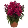 Šluotelinis flioksas - Phlox paniculata EARLY RED