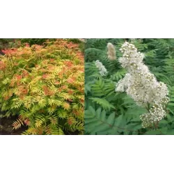 Šermukšnialapė lanksvūnė - Sorbaria sorbifolia SEM