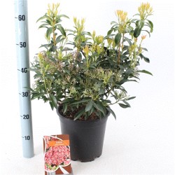 Kalmija - Kalmia latifolia PINWHEEL