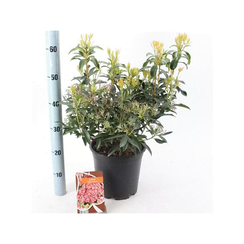 Kalmija - Kalmia latifolia PINWHEEL