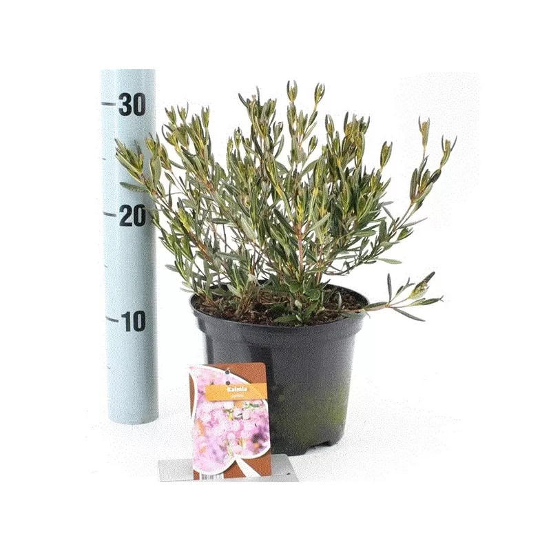 Kalmija - Kalmia polifolia