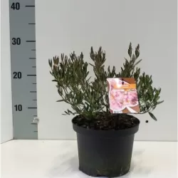 Kalmija - Kalmia polifolia