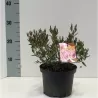 Kalmija - Kalmia polifolia