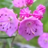 Kalmija - Kalmia polifolia
