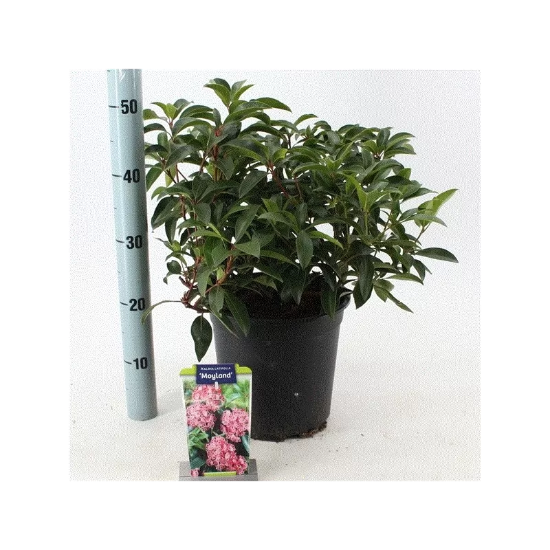 Kalmija - Kalmia latifolia MOYLAND