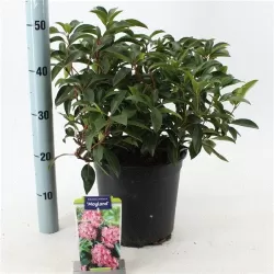 Kalmija - Kalmia latifolia MOYLAND