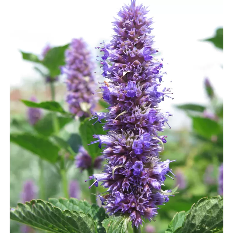 Pankolinė kinmėtė (anyžinis lofantas) - Agastache foeniculum