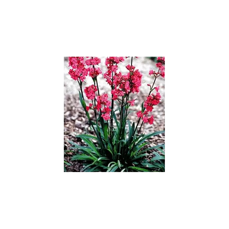 copy of Šilkažiedė gaisrena - Lychnis viscaria splendens Feuer P9