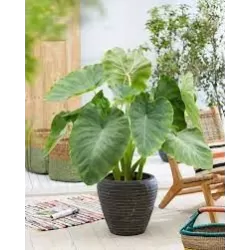 Colocasia esculenta