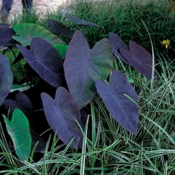 Raudonoji kolokazija - Colocasia rubra BLACK MAGIC