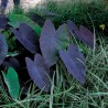 Colocasia BLACK MAGIC
