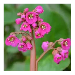 Bergenija - Bergenia cordifolia rotblum