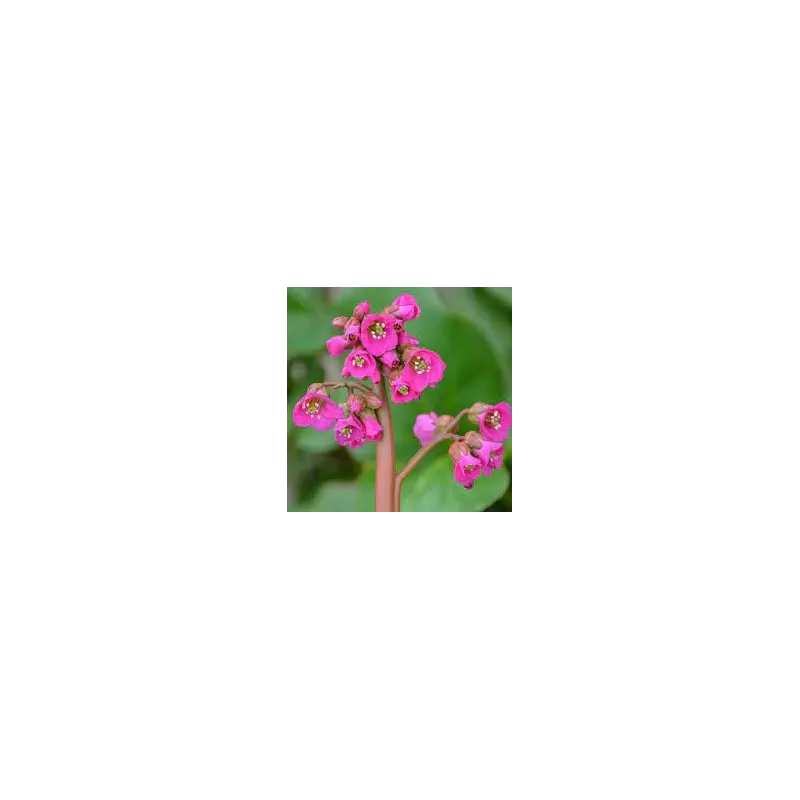 Bergenija - Bergenia cordifolia rotblum