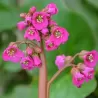 Bergenija - Bergenia cordifolia rotblum